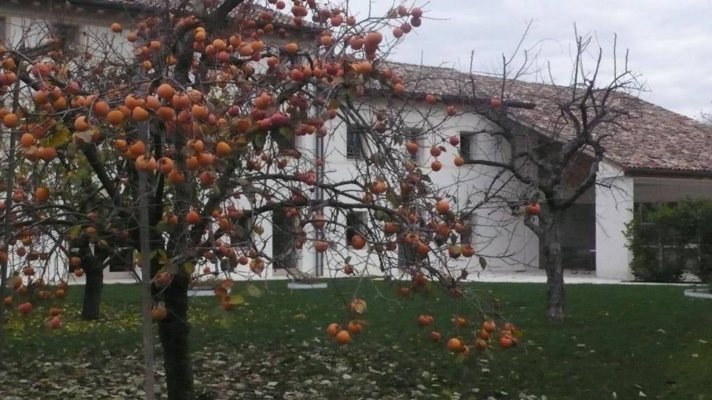 Caspineda Agriturismo Montebelluna Ngoại thất bức ảnh